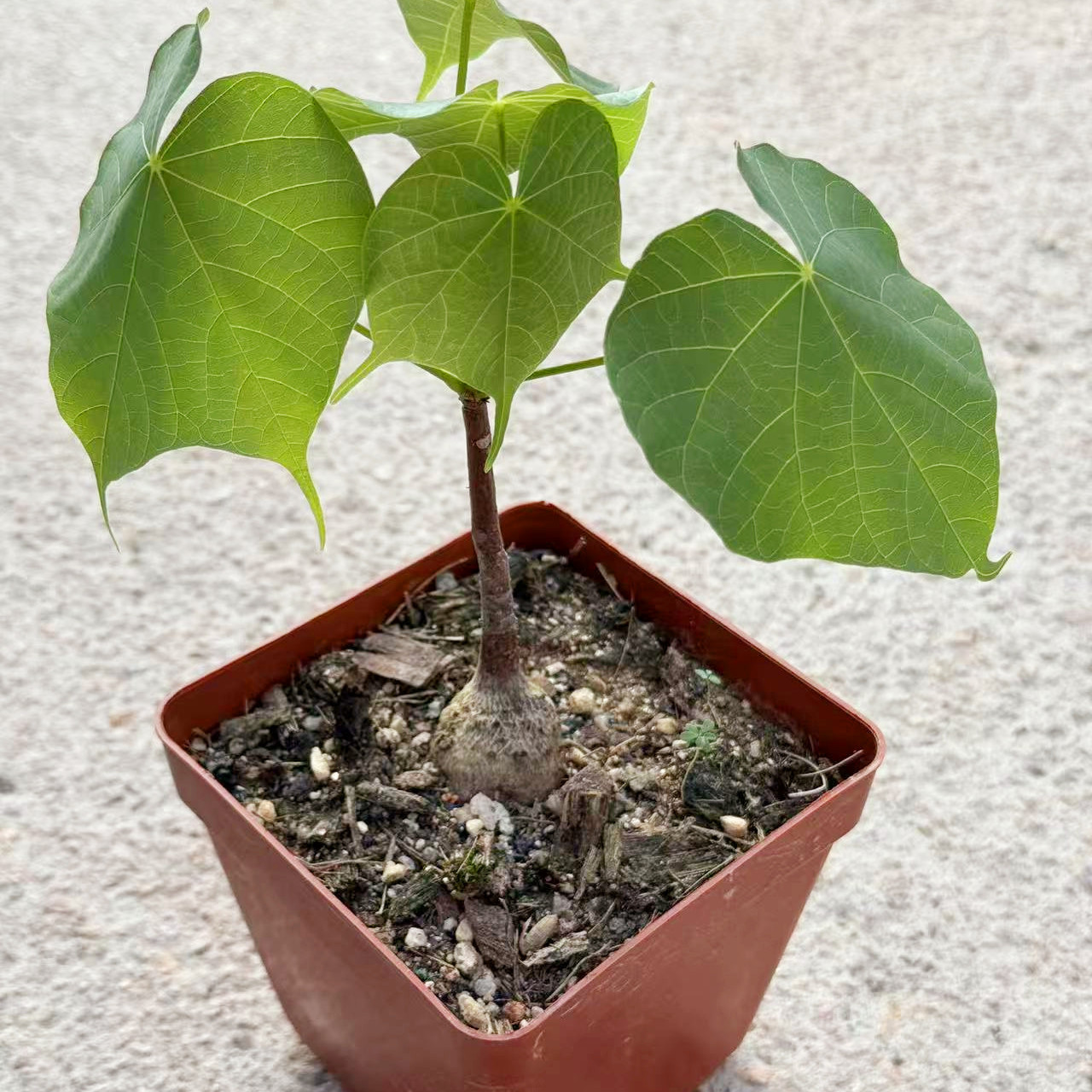 实生火桐块根植物盆栽花卉