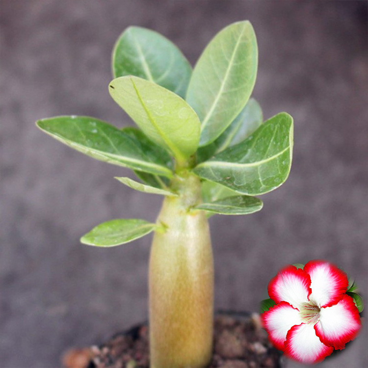 沙漠玫瑰实生花卉植物开花小苗