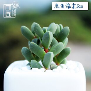 可园 鹿角海棠多肉植物 组合室内创意绿植花卉组盆栽景 微观装饰