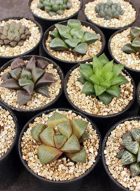 玉露多肉植物小盆栽寿锦潘氏冰灯十二卷办公室内玉扇雪国万象花卉