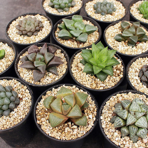 玉露十二卷办公室桌面冰灯小植物