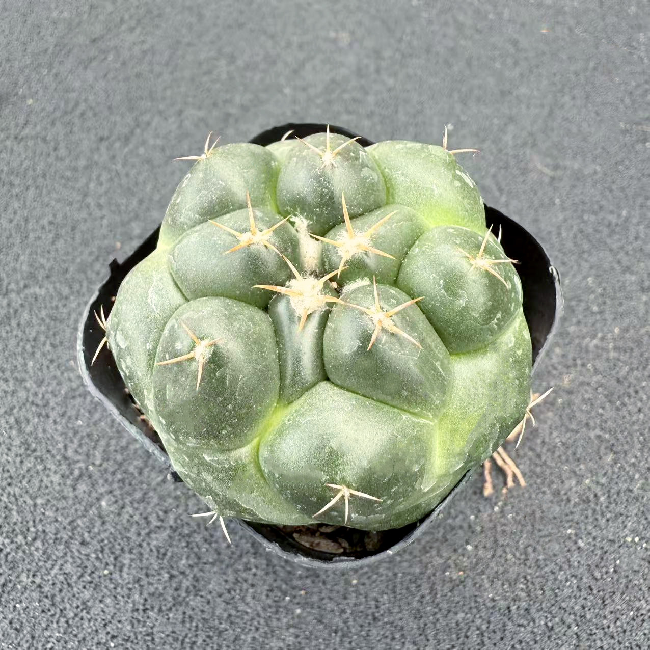 实生巨象仙人球多肉植物盆栽