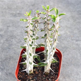 冷门多肉植物沙生小盆栽 亚龙木单头 魔针好养仙人柱创意老桩绿植