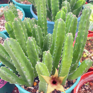 大花犀牛角 萝藦科多肉植物小盆栽 室内绿植开花奇趣桌面可爱肉肉