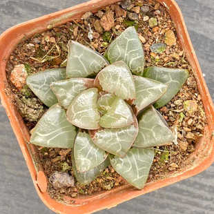 天池克里克特寿 百合科十二卷属多肉植物小盆栽花卉玉露 桌面绿植