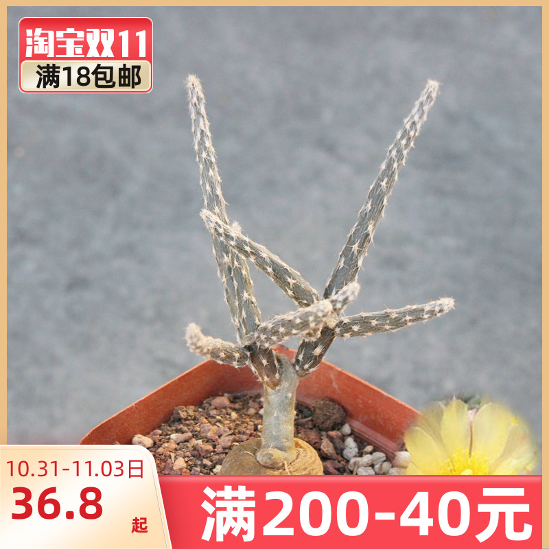 黑龙块根植物 冷门创意开花多肉植物办公室小盆栽 团扇仙人球绿植