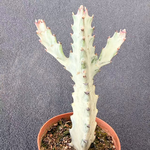 白化帝锦仙人柱大戟科多肉植物阳台群生多头桌面摆件小盆栽白龙骨