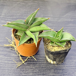 samurai观赏盆栽虎尾兰多肉植物桌面绿植金边鹰嘴虎皮兰 玫瑰武士