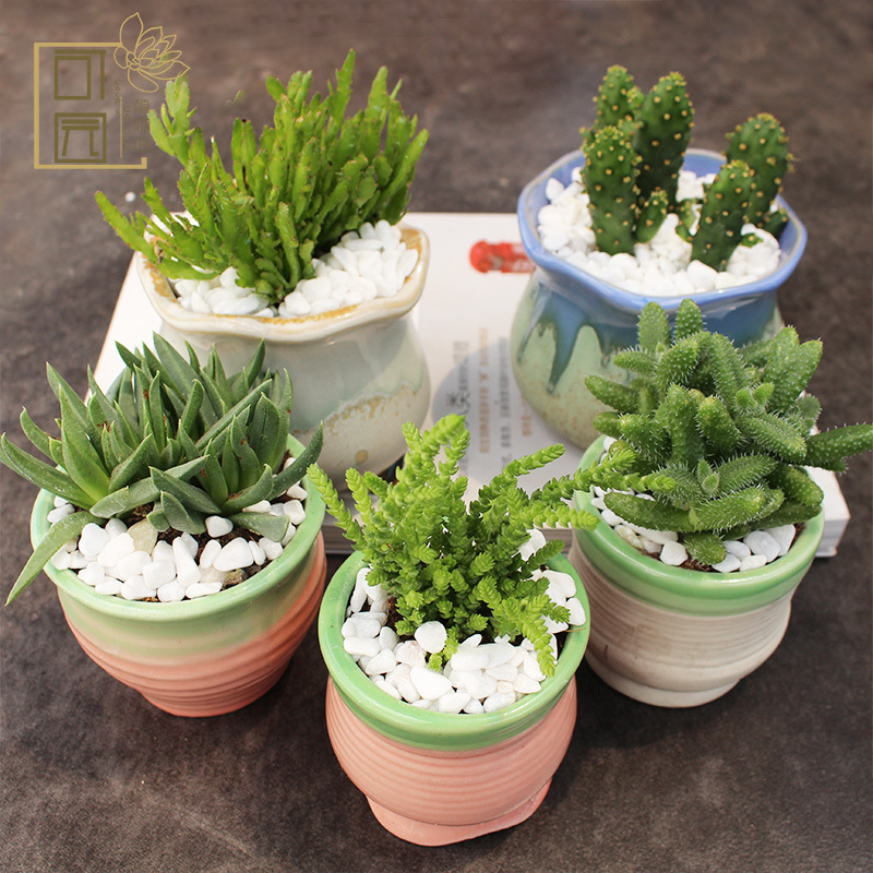 多肉植物组合好养活办公室小盆栽