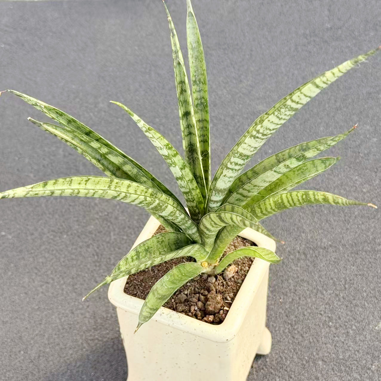 西欧兰虎尾兰 泰国进口花卉盆栽植物阳台绿植耐旱好养办公室摆件