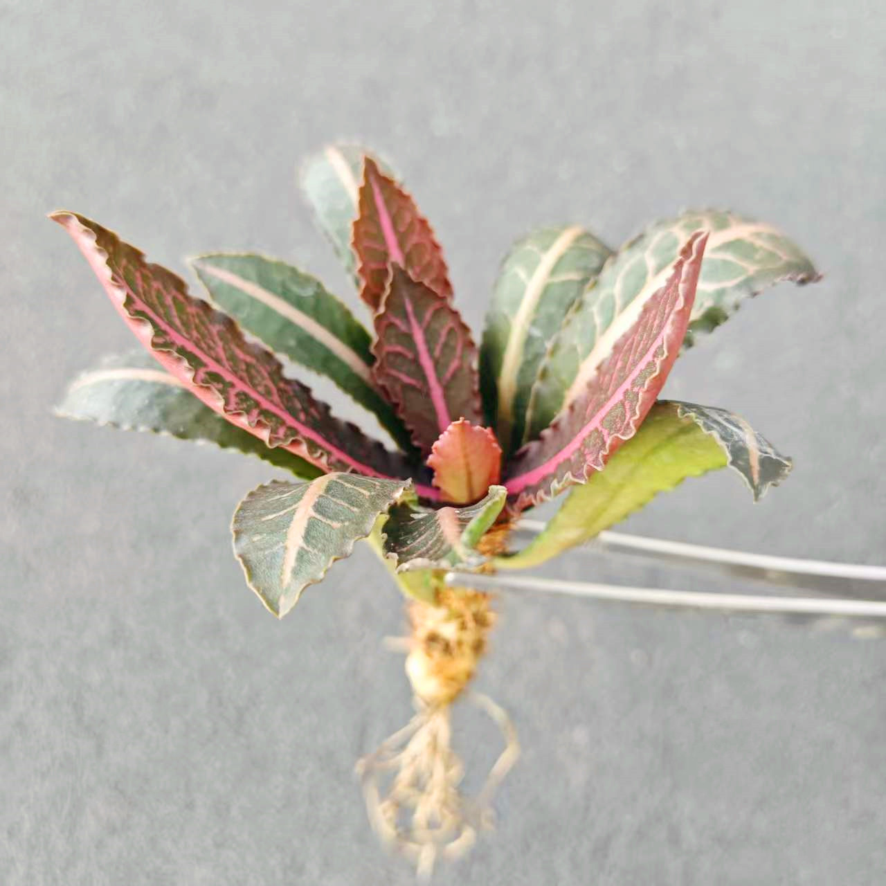 彩叶麒麟块根植物 大戟科多肉阳台盆栽花卉鲜艳办公室造型小摆件