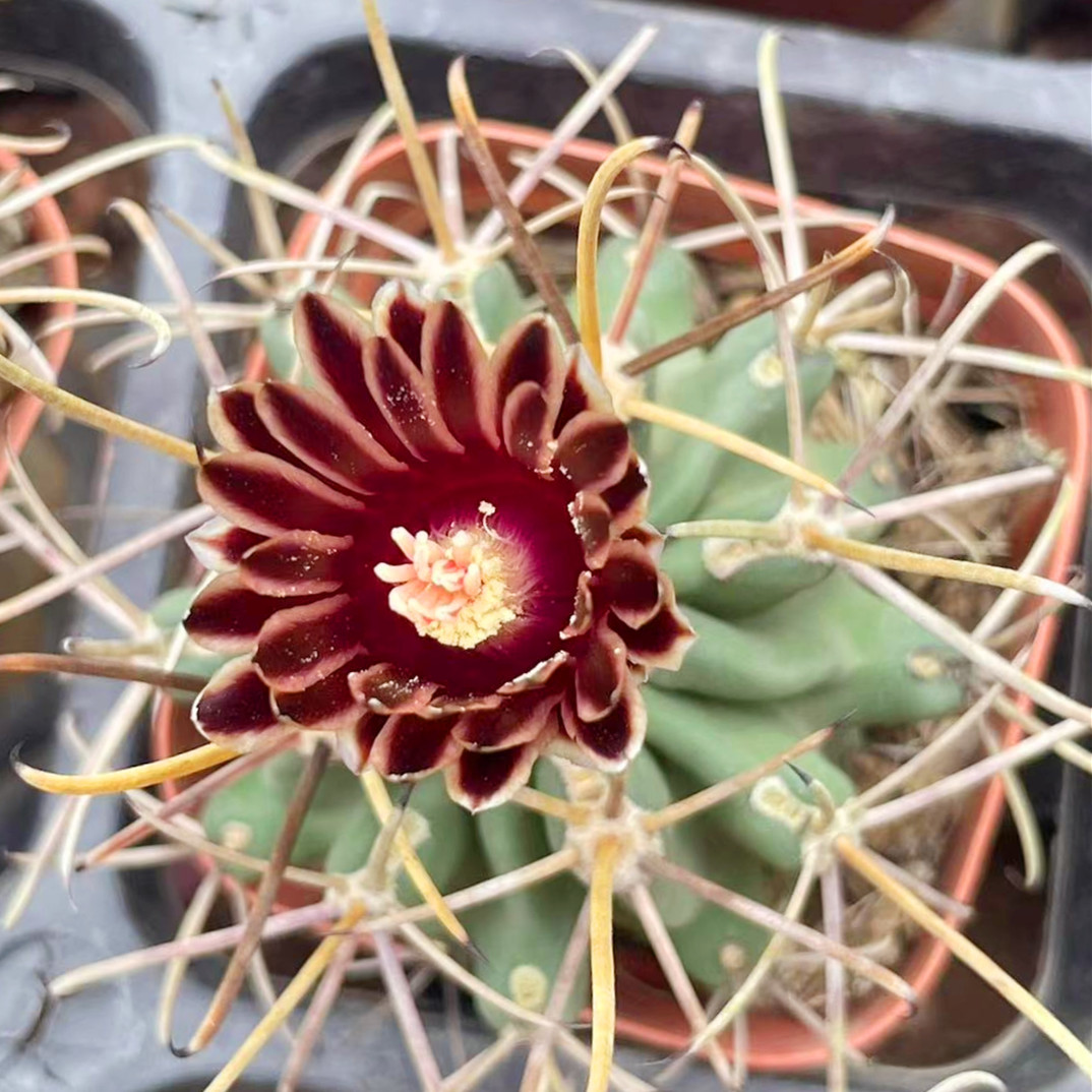 实生黑罗刹仙人球好养桌面盆栽