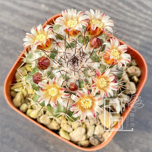 实生茶先丸仙人球 乳突属办公室小植物Mammillaria mammillaris