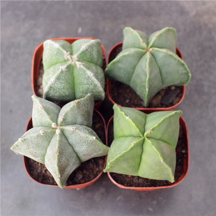 大颗实生鸾凤玉籽播仙人球开花肉肉植物小盆栽好养活花卉五角四角