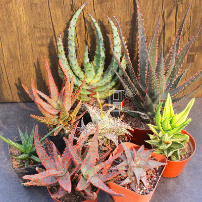 超级芦荟组合套餐多肉植物盆栽