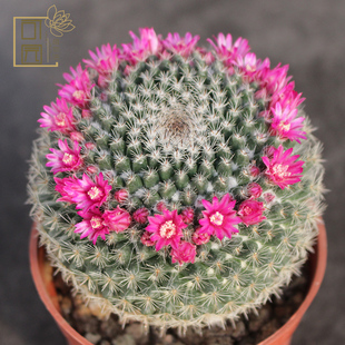 可园 玉翁仙人球开花多肉植物小盆栽 办公室桌面好养活花卉大特价