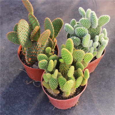 黄毛开花组合套餐可爱多肉植物