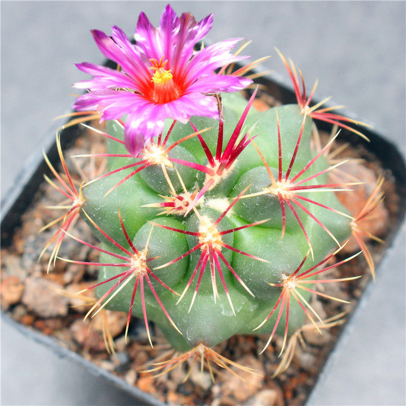 实生大统领仙人球 开花瘤玉属强刺高端植物小盆栽 特价进口仙人掌