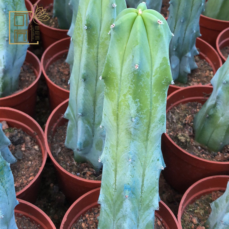 龙神木超大仙人柱 仙人球装饰办公室内小植物 量天尺创意盆栽包邮_虎窝淘