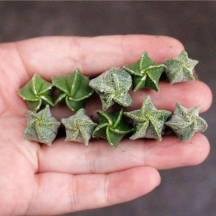 十颗鸾凤玉仙人球组合盆栽 仙人球实生小苗套餐 五角琉璃开花植物