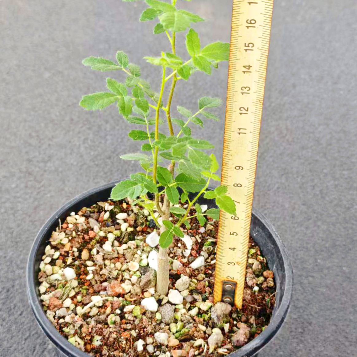 滔天没药橄榄籽播实生花卉盆栽