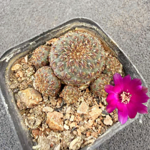 黑丽丸仙人球有沟宝山子孙球群生多肉植物萝卜根阳台紫红花卉盆栽
