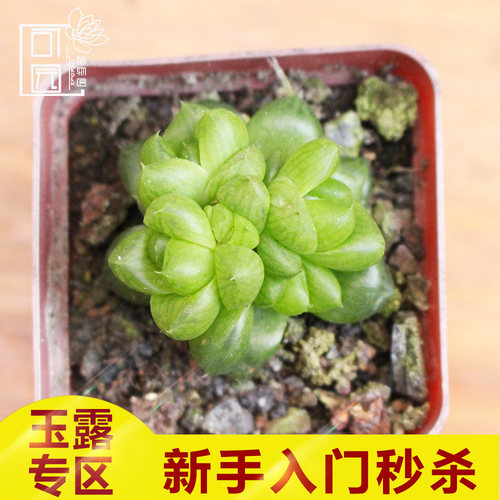 姬玉露多肉植物盆栽群生水晶