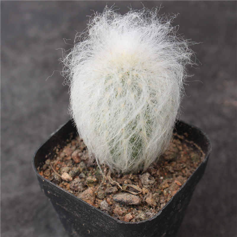 可园 老乐柱仙人球 创意多肉植物小盆栽 白毛球绒仙人柱 桌面绿植