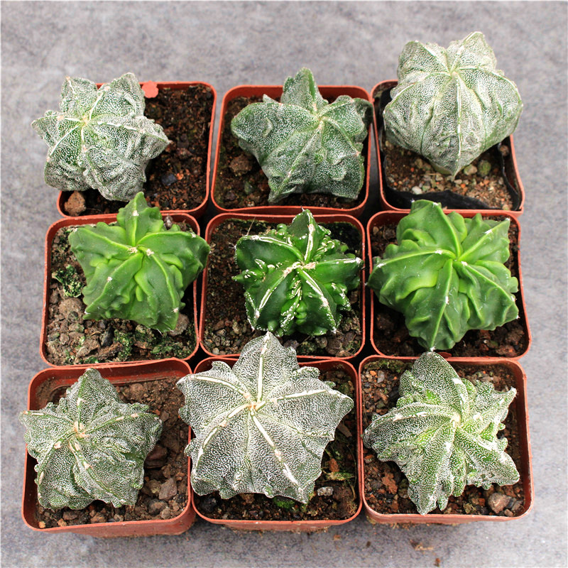 核桃仙人球 实生鸾凤玉多肉植物小盆栽 阳台无刺一物一拍桌面花卉