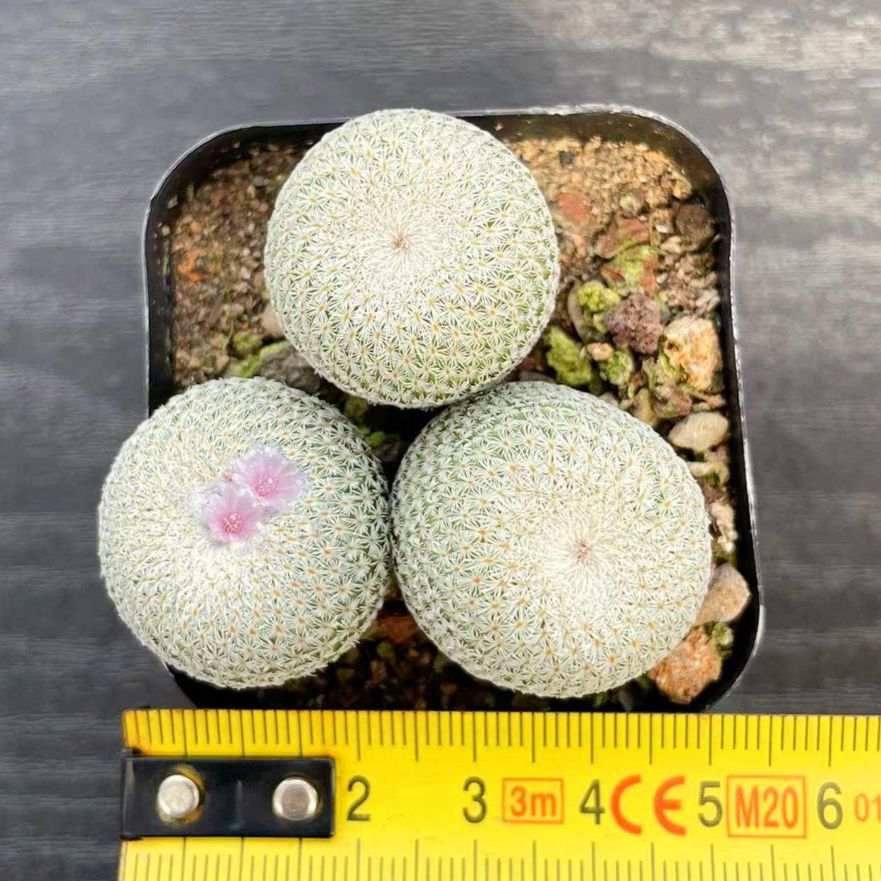 月世界仙人球 仙人掌科清影球属易群生软萌可爱多肉植物 开花盆栽