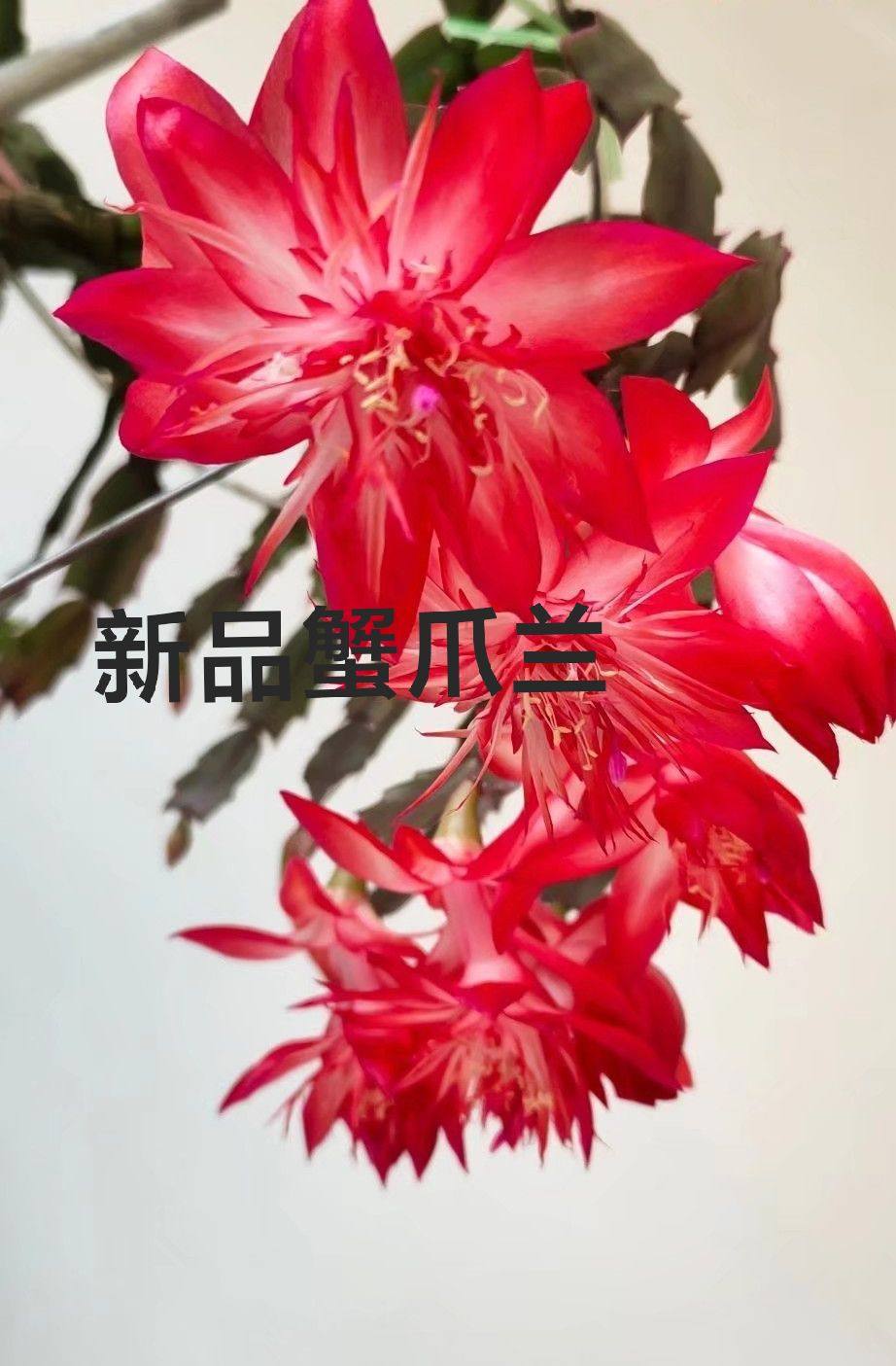 嫁接扦插用无根叶片进口新品大花重瓣多色蟹爪兰好养花卉绿植盆栽
