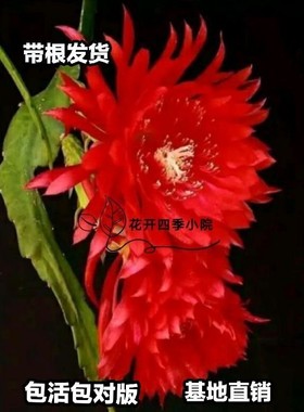 进口令箭荷花苗大花品种包活包对版落幕宝盒瑭黄棉花糖灰鸦嗓云雀