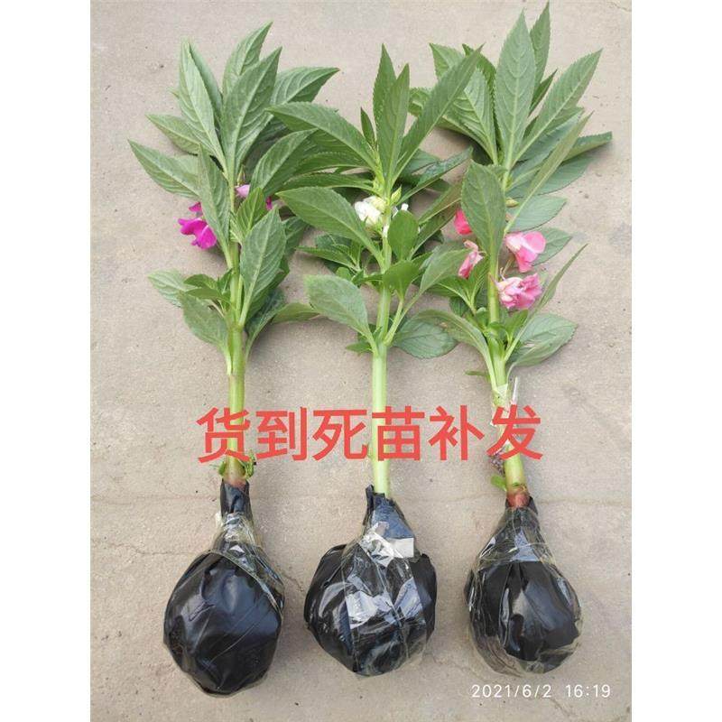 指甲花凤仙花苗驱蛇植物染指甲消炎杀菌学生观察阳台观赏四季开花