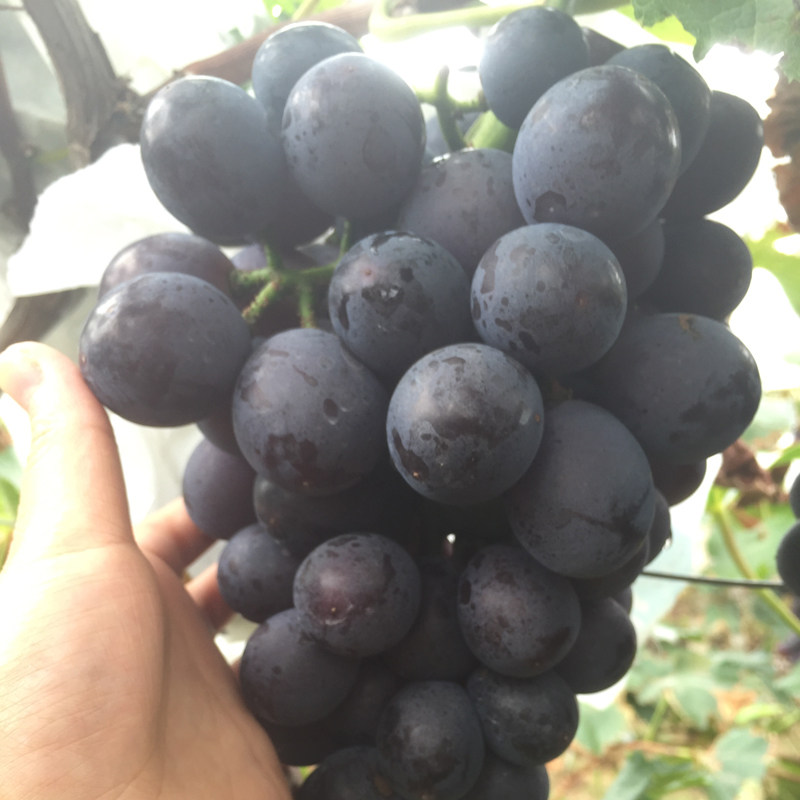 无籽辽峰葡萄无公害有机水果现摘新鲜葡萄只发省内辽宁特产辽峰