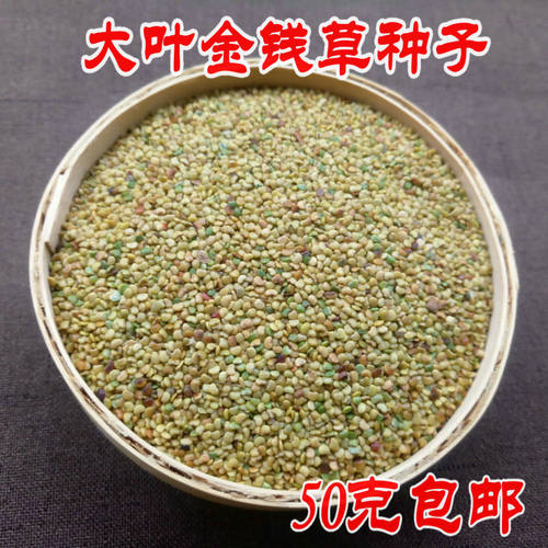 广金钱草种子大叶广西中药