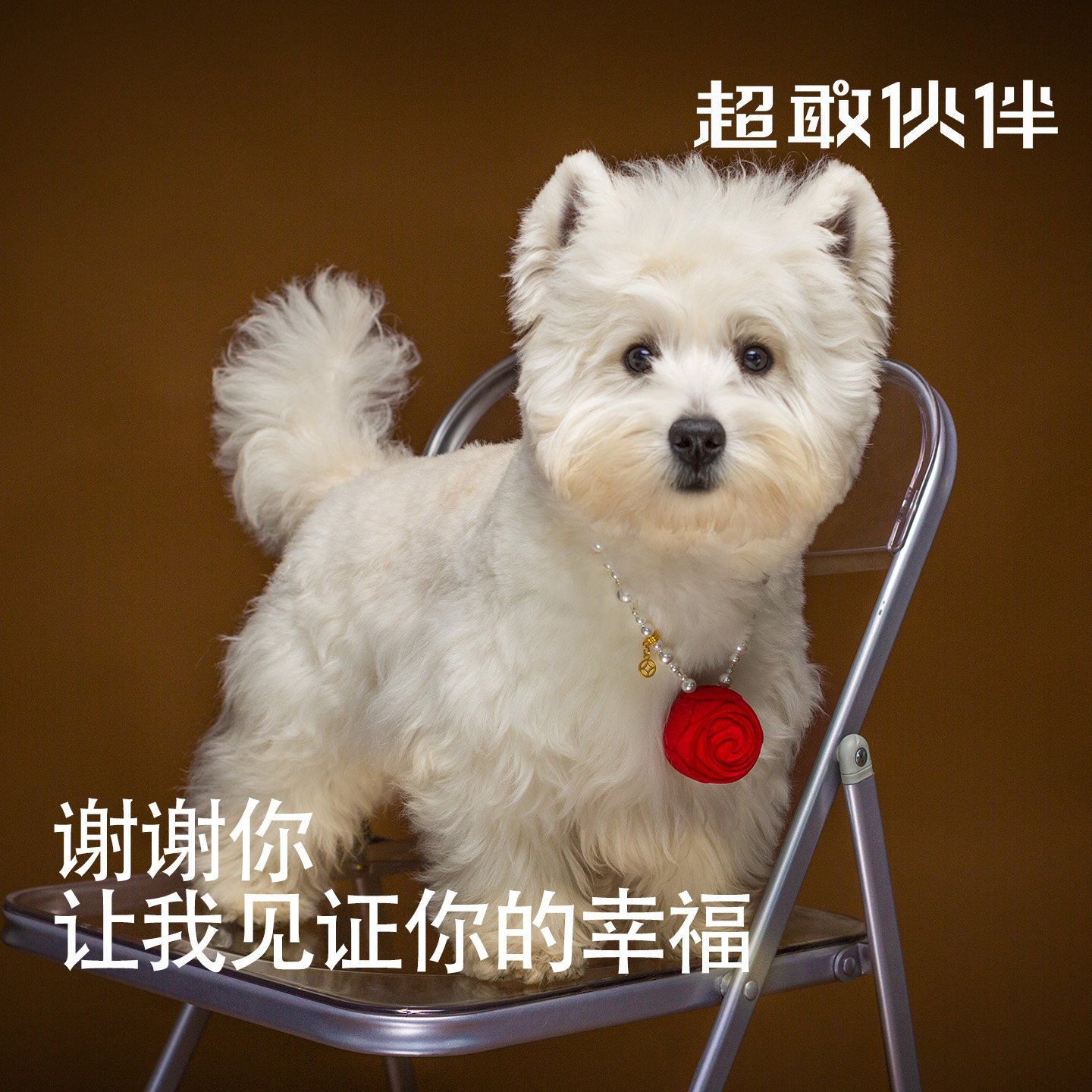 【超敢伙伴】玫瑰珍珠宠物项链猫咪狗狗求婚结婚礼戒指盒柯基比熊
