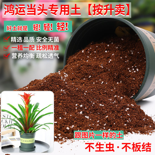 鸿运当头专用土营养土疏松透气