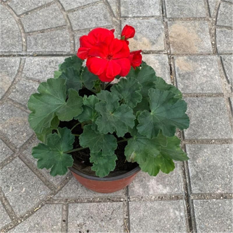 天竺葵花苗盆栽重瓣天竺葵苗臭海棠苗大花天竺葵苗带花发货实验用