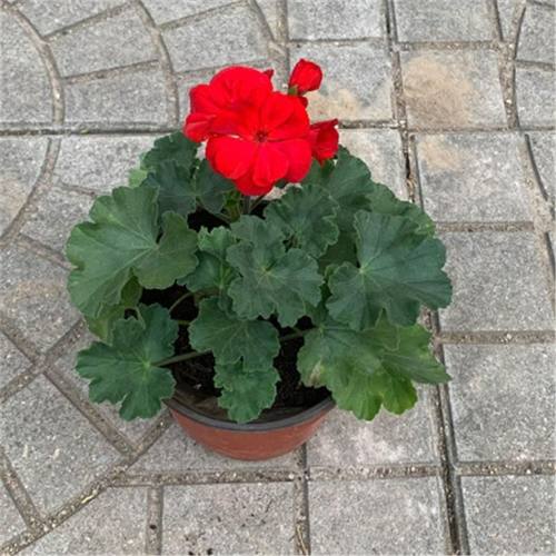 天竺葵花苗盆栽重瓣天竺葵苗臭海棠苗大花天竺葵苗带花发货实验用
