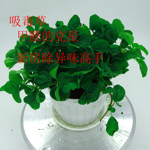 吸毒草盆栽吸收新房有害气体吊兰香草植物