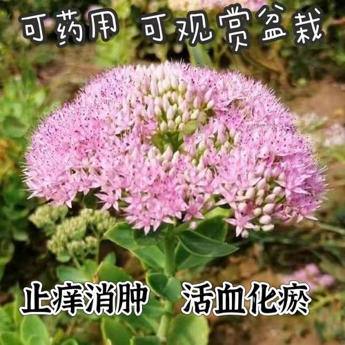 八宝景天花苗盆栽带花苞长期开花植物室内阳台庭院花卉绿植好养活