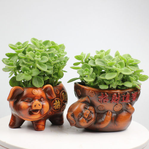 碰碰香盆栽一抹香办公室内阳台净化空气防辐射驱蚊绿植花卉植物