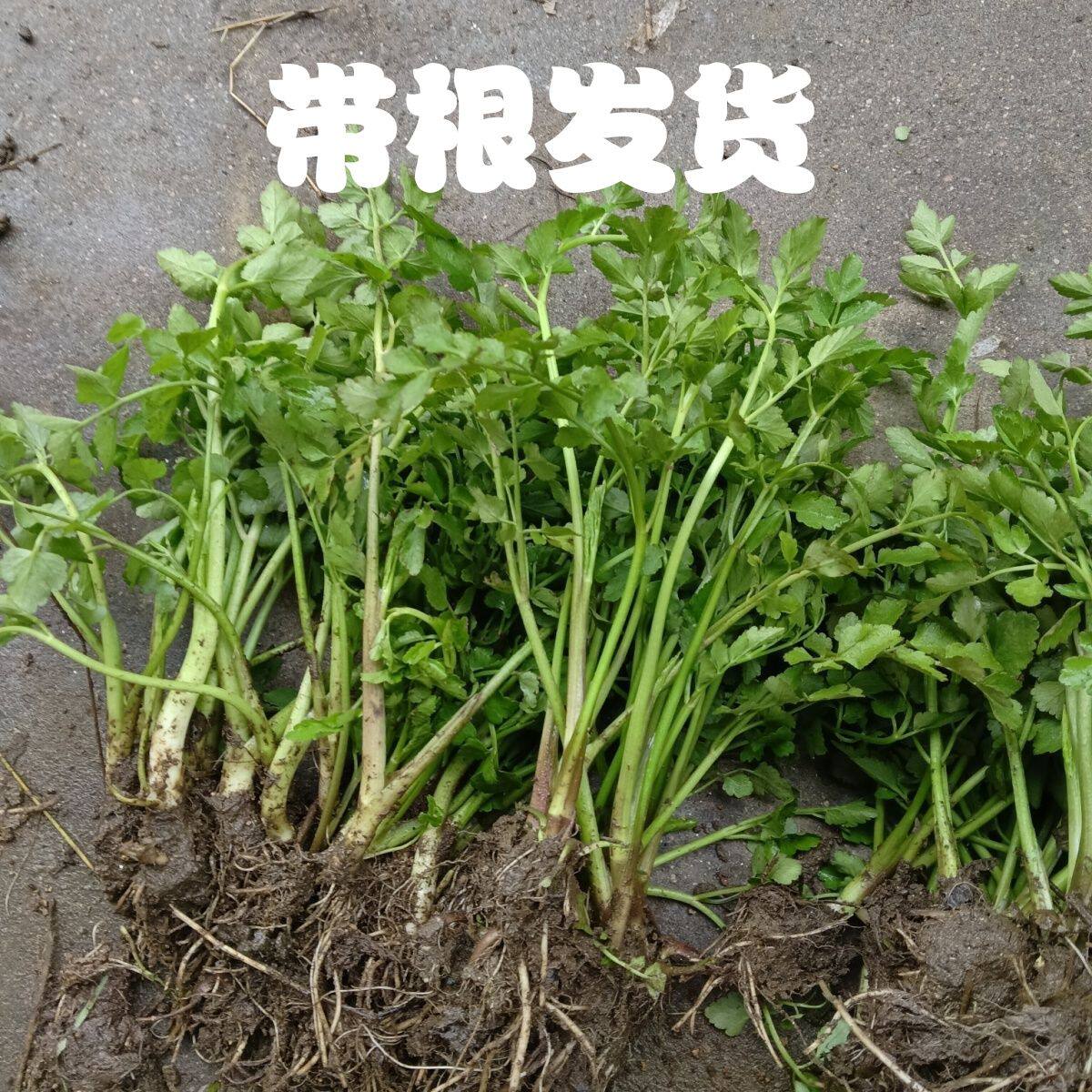 野生水芹菜水生蔬菜野河芹菜野菜小芹菜绿植水培植物净水沼泽植物