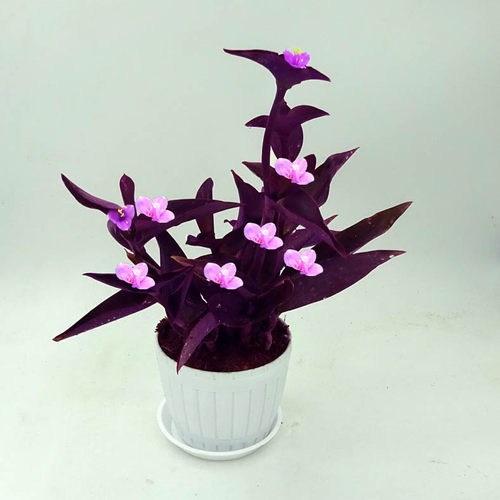 绿植紫鸭跖草花卉阳台吸甲醛吊兰