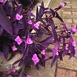 紫罗兰花卉垂吊植物紫叶草吊兰盆栽室内可水培绿植紫竹梅鸭跖草