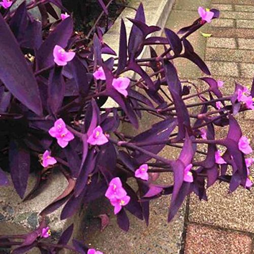 绿植花卉紫竹梅鸭跖草吊兰盆栽