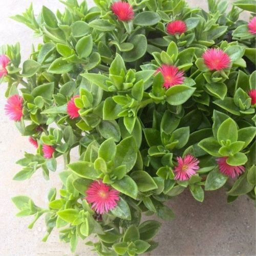 牡丹吊兰带花盆栽垂吊植物室内阳台四季开花净化空气吸甲醛绿植