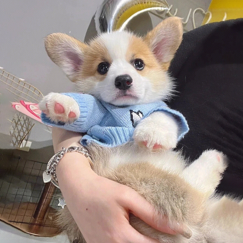 CKU赛级纯种柯基幼犬威尔士双色柯基犬小型犬小短腿宠物狗活体狗