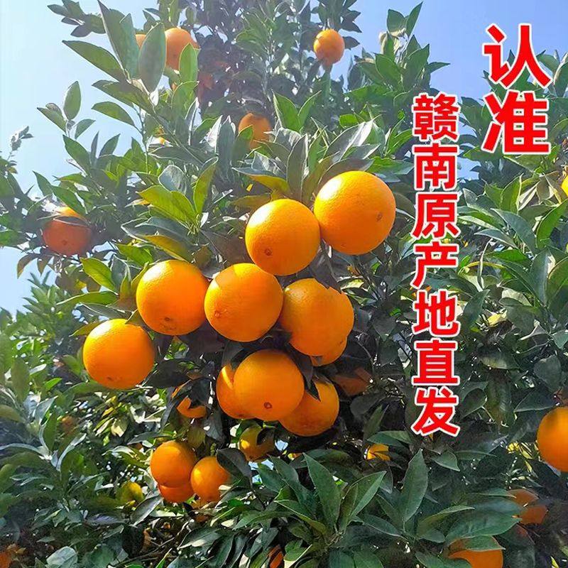 正宗赣南脐橙10斤当季新鲜包邮