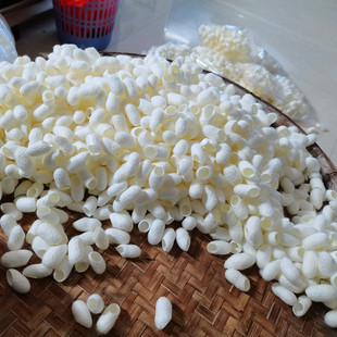 未加工过的天然蚕茧开口茧壳洗脸指套入药泡茶抽丝茧球农家桑蚕茧